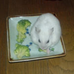 ブロッコリーを食べるアイ