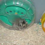 回し車とのんちゃん