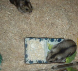 のんちゃんが降りてきました