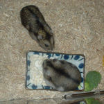 ユウキはエサ、がっつき中