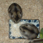 いっしょにエサ食べ中