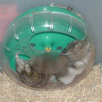 のんちゃん、回されています