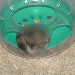 それでも回し車に居るのんちゃん