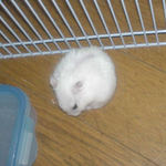 毛づくろい中のアイ