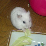 キャベツに齧りつくアイ