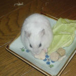 鶏ささみもおいしく頂いております