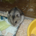 鶏ささみを食べるユウキ