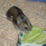 きゃべつを食べてるのんちゃん