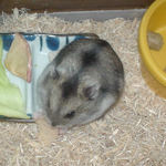 乾燥りんごチップを食べるユウキ