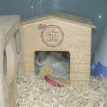 巣箱にひっこんでいたのんちゃんも食べてます