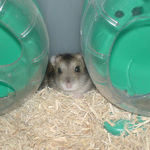 回し車２つの間から顔をだすのんちゃん