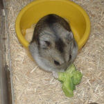 ブロッコリーを食べるユウキ