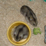 後ろからブロッコリーを狙っているのんちゃん