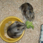 ブロッコリーを奪い合い