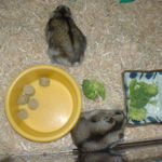 のんちゃん、退場