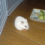 乾燥パパイヤを食べるアイ