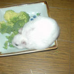 ブロッコリーに齧りつくアイ