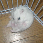 ハゲが気になる？