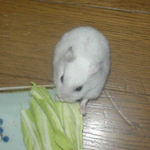 キャベツを食べるアイ