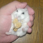 アイ、粟の穂腹出し その2