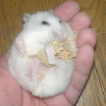 お腹のハゲが気になります