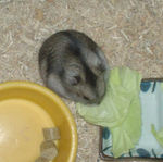 キャベツに齧りつくユウキ