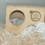 寝てるのはどちいかな？