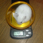 アイ、体重減りました