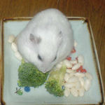 ブロッコリーに齧りつくアイ