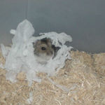 巣箱をどけられたのんちゃん