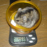 のんちゃんは体重減少です