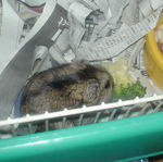 久しぶりに帰ってきたケージ