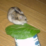 小松菜に齧りつくのんちゃん