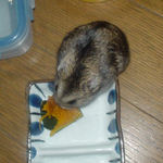 かぼちゃを食べるのんちゃん