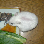 かぼちゃを食べるアイ