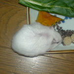 蕎麦の実を吸い込むアイ