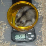 今日も体重測定