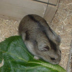 小松菜を食べるユウキ