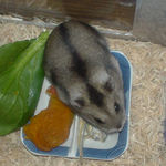 煮干に食いつくユウキ