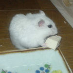 豆腐に齧りつくアイ