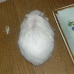 おしっこのせいで背中が濡れています