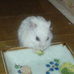 ブロッコリーを食べるアイ