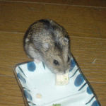 豆腐を食べるのんちゃん