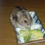 ブロッコリーを食べるのんちゃん