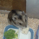 豆腐を食べるユウキ