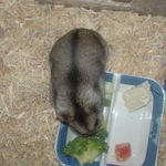 延びてると一回り大きくなってるのがわかります