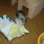 キャベツを食べるのんちゃん