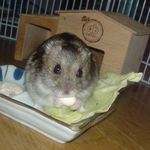 かぼちゃボーロを食べるのんちゃん