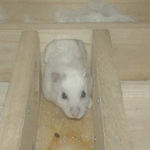 寝室から出てきたアイ