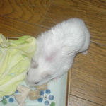 キャベツを齧るアイ